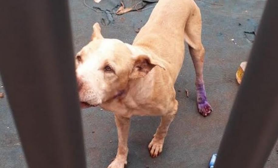 BPAmb-FV resgata dois cães abandonados em um terreno em Foz do Iguaçu, no Oeste do estado