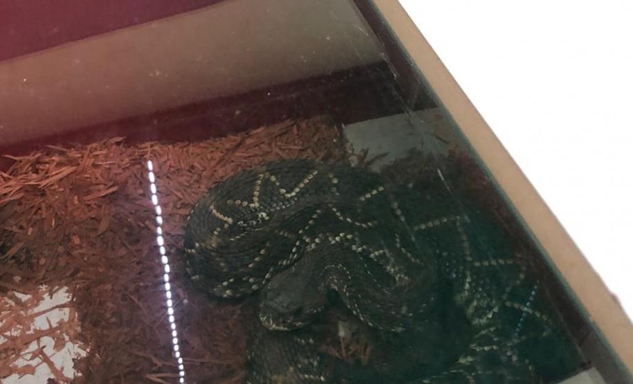 BPAmb-FV apreende cobra cascavel após denúncia em Umuarama (PR)