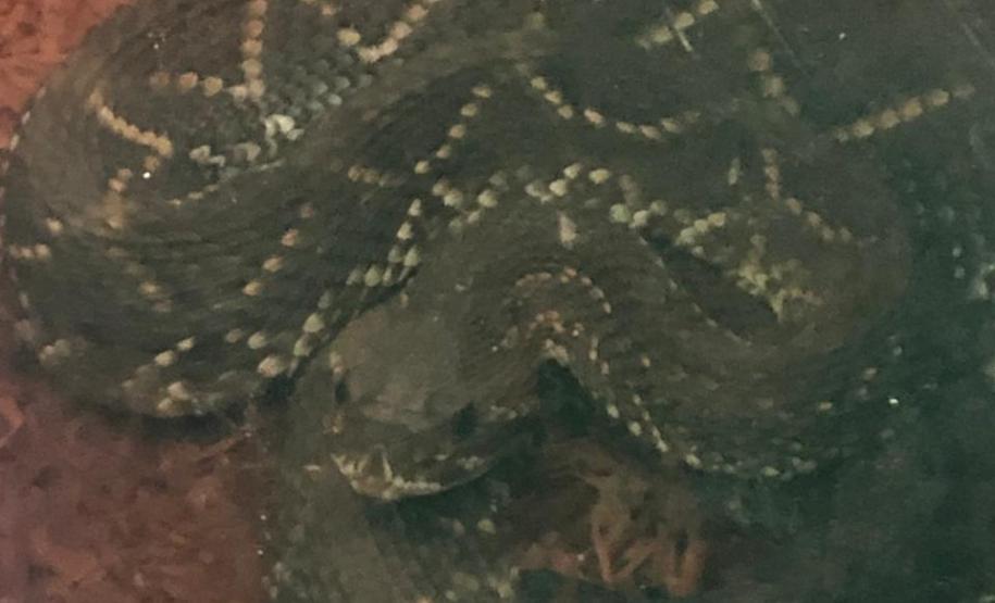 BPAmb-FV apreende cobra cascavel após denúncia em Umuarama (PR)