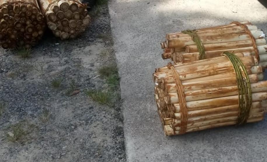 Polícia Ambiental prende homem que transportava Palmito in natura no Litoral do estado