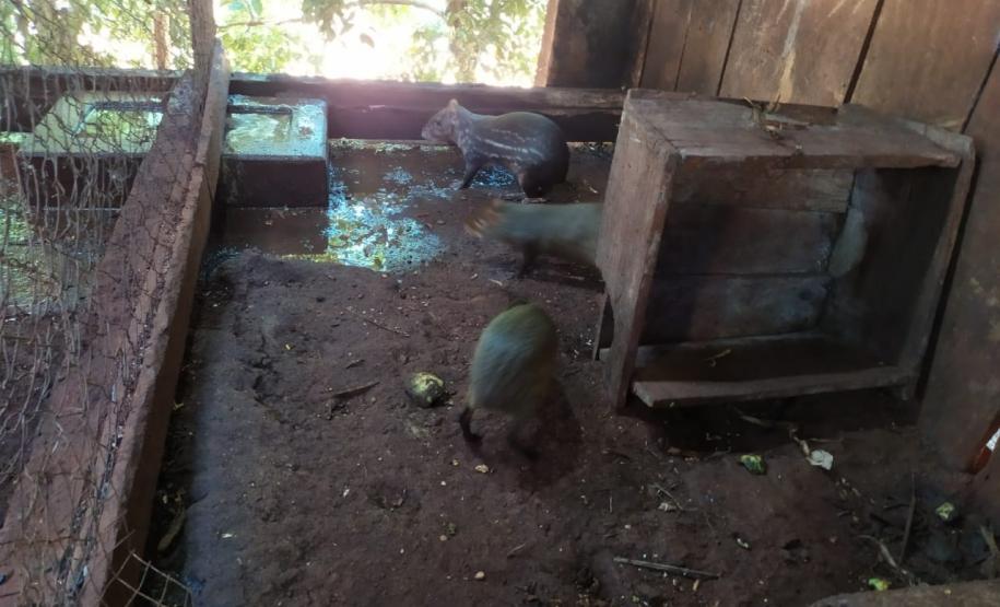 Polícia Ambiental descobre cativeiro de pacas e cutias em Toledo (PR), no Oeste paranaense