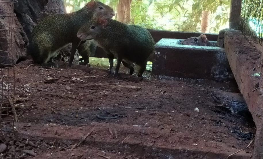 Polícia Ambiental descobre cativeiro de pacas e cutias em Toledo (PR), no Oeste paranaense