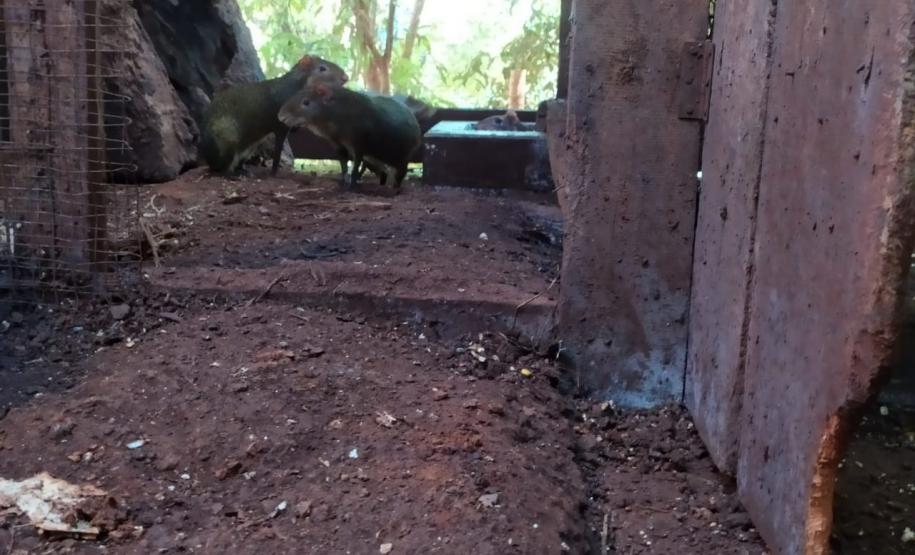 Polícia Ambiental descobre cativeiro de pacas e cutias em Toledo (PR), no Oeste paranaense