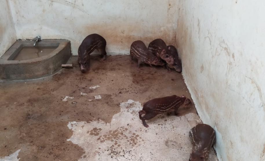 Polícia Ambiental descobre cativeiro de pacas e cutias em Toledo (PR), no Oeste paranaense