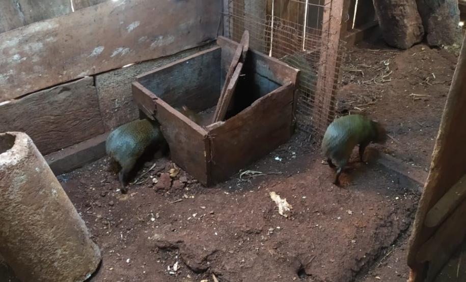 Polícia Ambiental descobre cativeiro de pacas e cutias em Toledo (PR), no Oeste paranaense