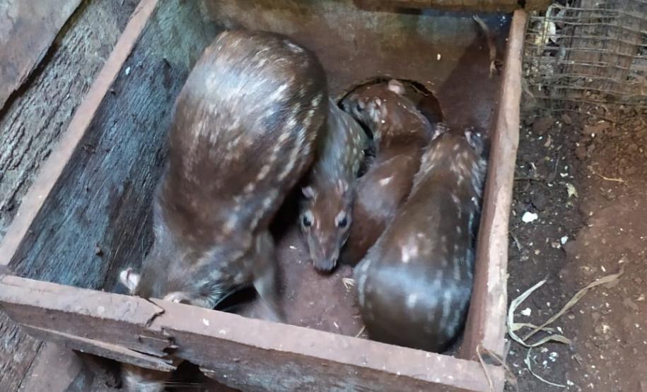 Polícia Ambiental descobre cativeiro de pacas e cutias em Toledo (PR), no Oeste paranaense