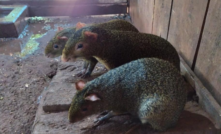 Polícia Ambiental descobre cativeiro de pacas e cutias em Toledo (PR), no Oeste paranaense