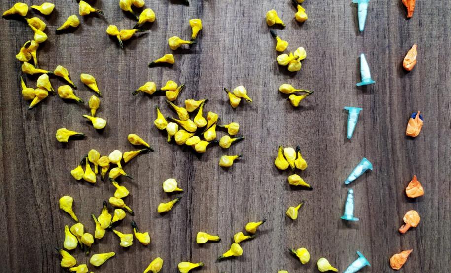 Em Matinhos, PM flagra homem com mais de 100 porções de drogas prontas para a venda