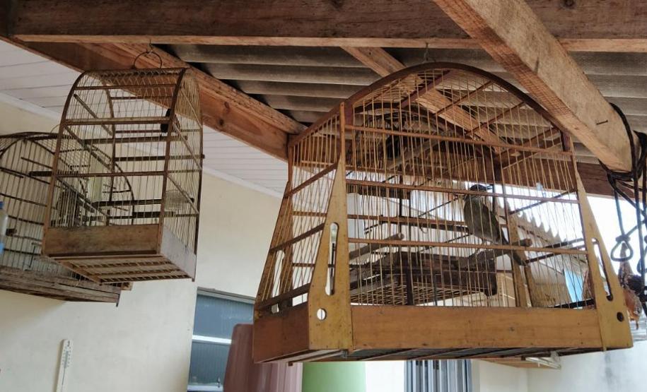 Polícia Ambiental apreende nove aves silvestres e aplica R$ 4,5 mil em multa em Campo Mourão (PR)