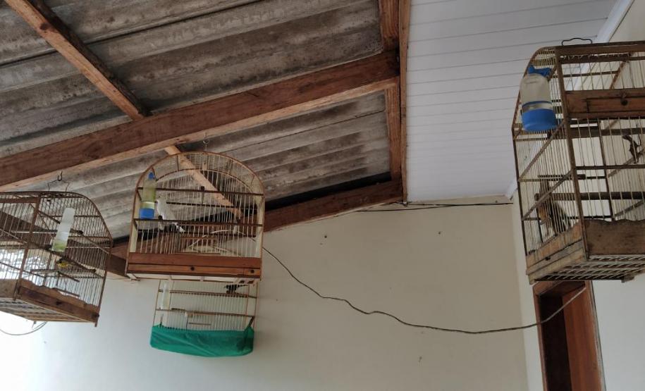 Polícia Ambiental apreende nove aves silvestres e aplica R$ 4,5 mil em multa em Campo Mourão (PR)