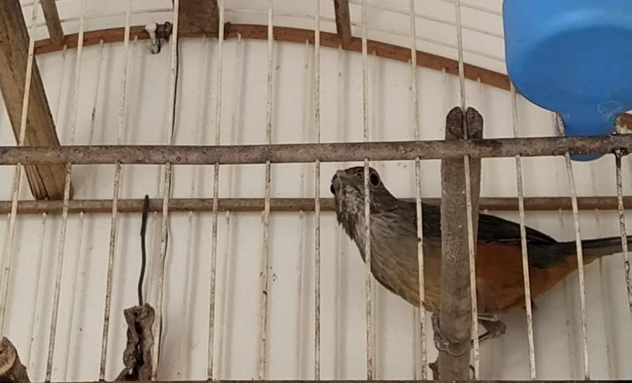 Polícia Ambiental apreende nove aves silvestres e aplica R$ 4,5 mil em multa em Campo Mourão (PR)