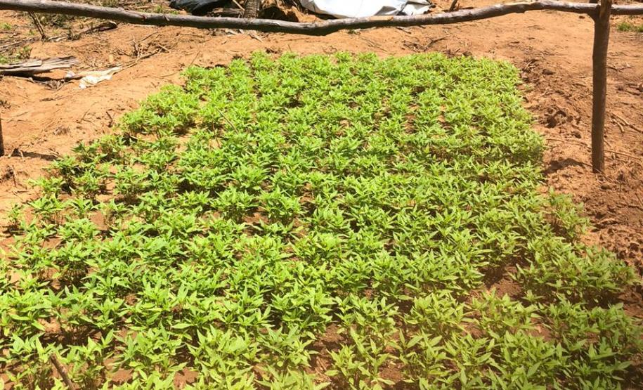 Helicóptero da PM do Paraná plantação que renderia três toneladas de maconha no Polígono da Maconha, no sertão nordestino