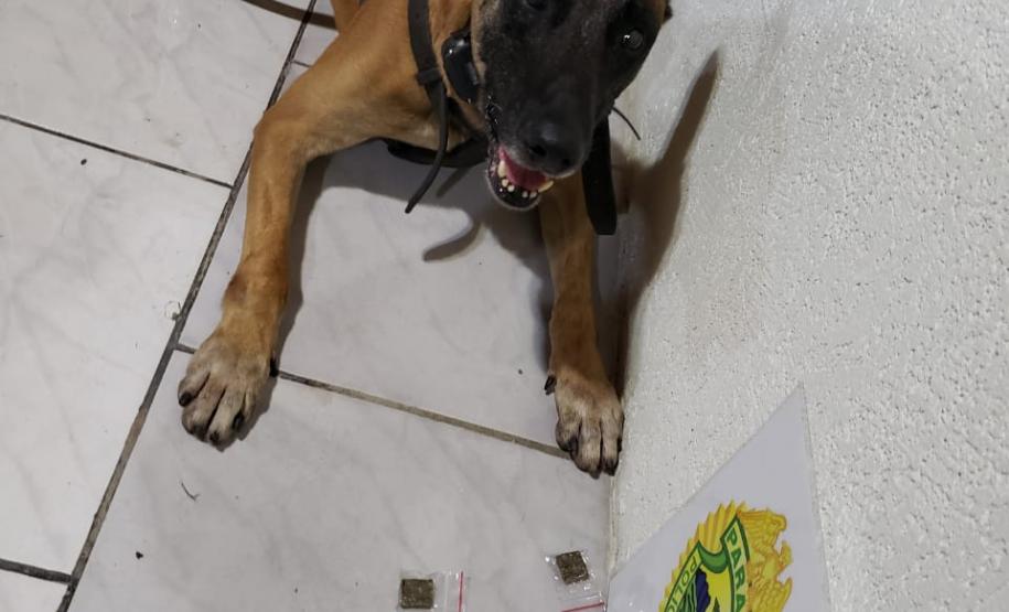 Cão de faro da Polícia Rodoviária encontra maconha e auxilia em três prisões em Pontal do Paraná