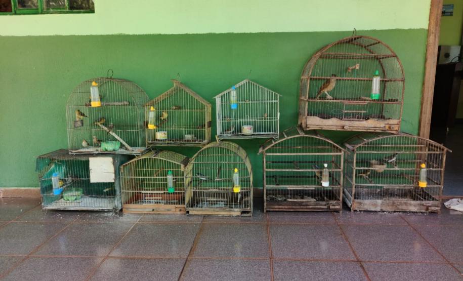 Mais de R$ 260 mil em multas ambientais são aplicados durante Operação Saturno, no Norte do Paraná