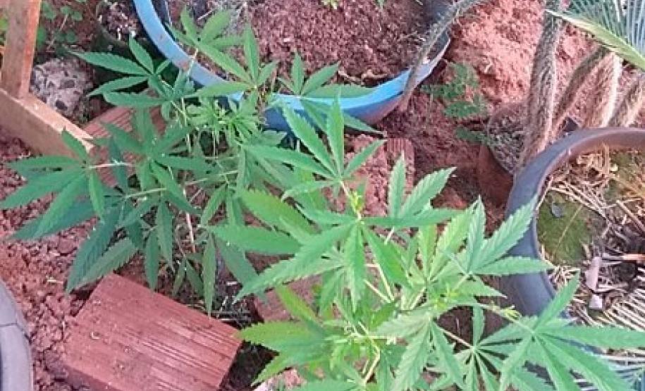 Em situações distintas, PM encaminha quatro pessoas e apreende pés de maconha e um revólver no Noroeste do estado