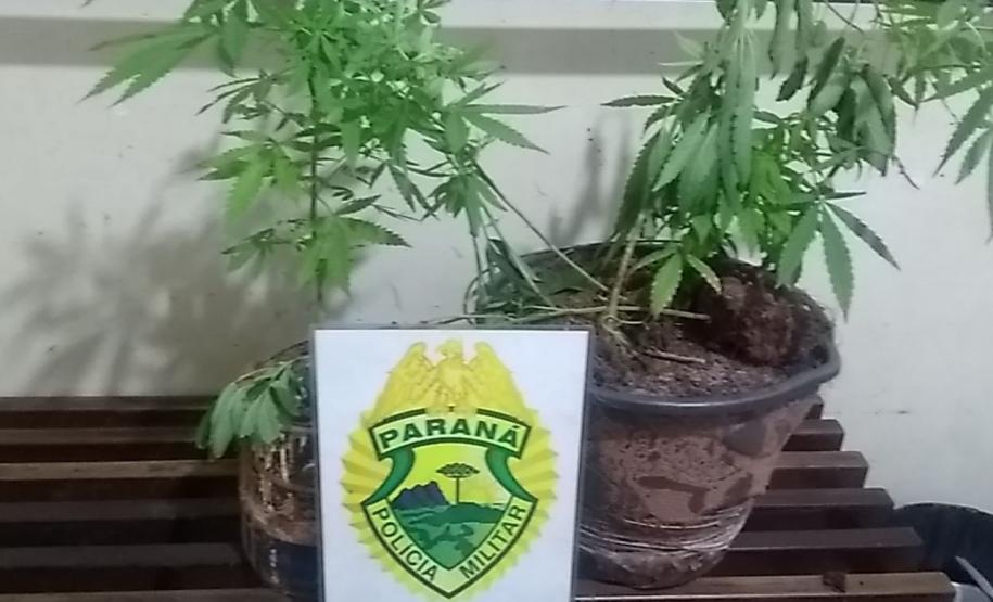 Em situações distintas, PM encaminha quatro pessoas e apreende pés de maconha e um revólver no Noroeste do estado