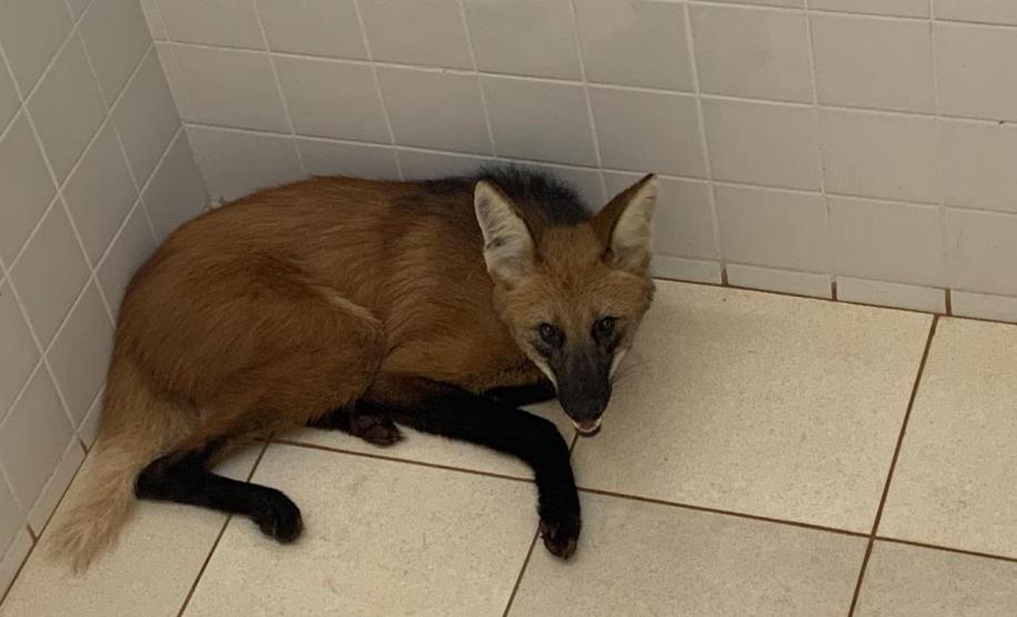 Lobo guará é encontrado dentro de banheiro em Foz do Iguaçu (PR)