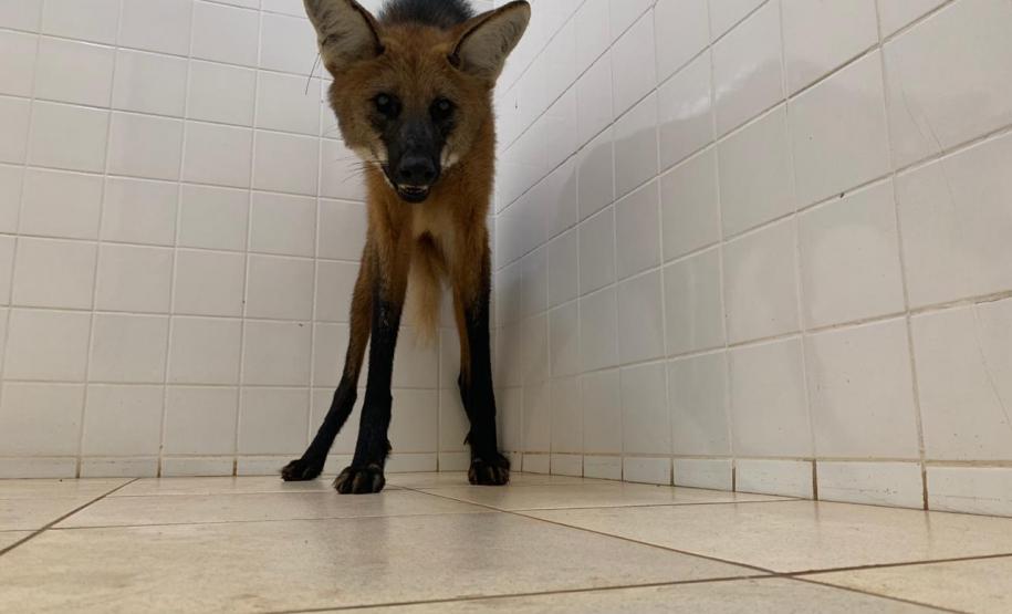 Lobo guará é encontrado dentro de banheiro em Foz do Iguaçu (PR)