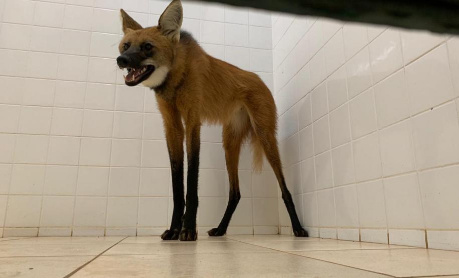 Lobo guará é encontrado dentro de banheiro em Foz do Iguaçu (PR)