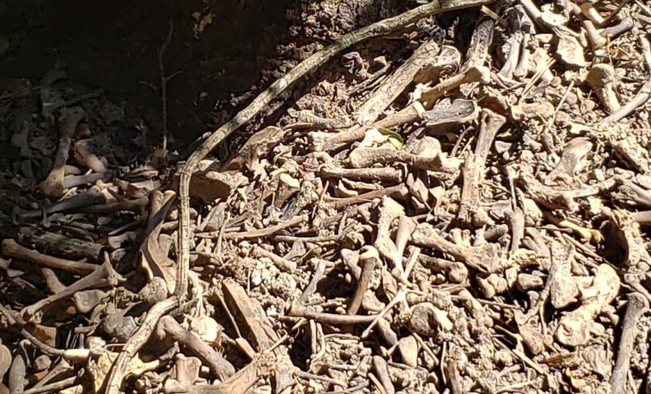 Granja que depositava frangos mortos em área de proteção permanente é autuada em R$ 10 mil pela Polícia Ambiental em Iporã (PR)