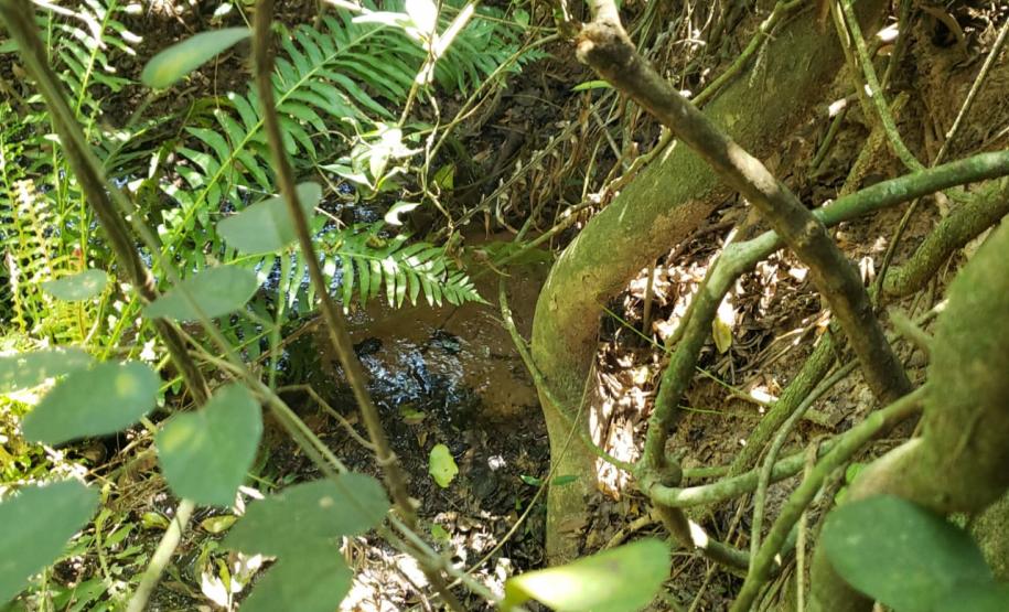 Granja que depositava frangos mortos em área de proteção permanente é autuada em R$ 10 mil pela Polícia Ambiental em Iporã (PR)