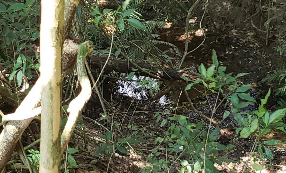 Granja que depositava frangos mortos em área de proteção permanente é autuada em R$ 10 mil pela Polícia Ambiental em Iporã (PR)