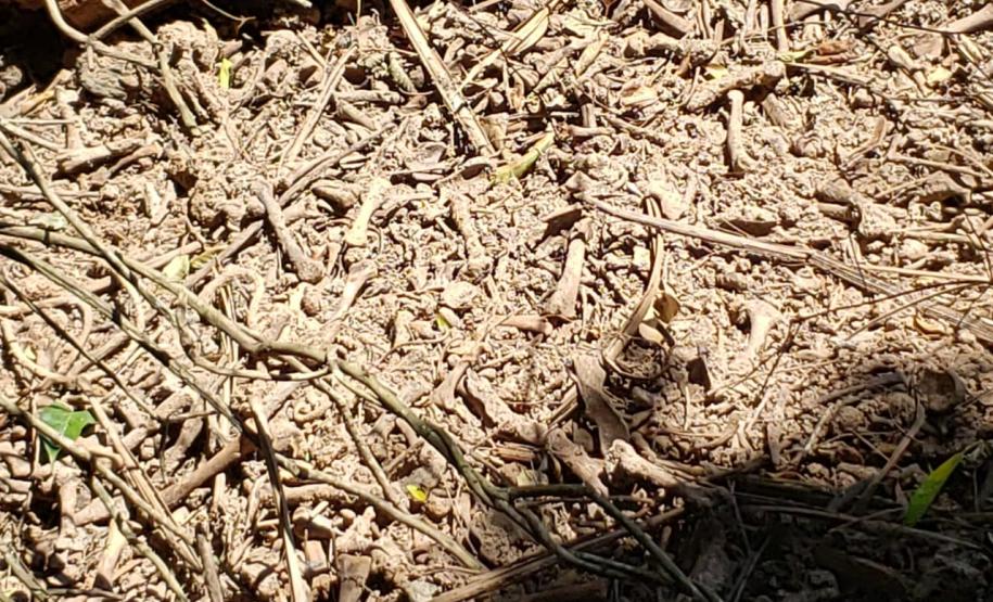 Granja que depositava frangos mortos em área de proteção permanente é autuada em R$ 10 mil pela Polícia Ambiental em Iporã (PR)