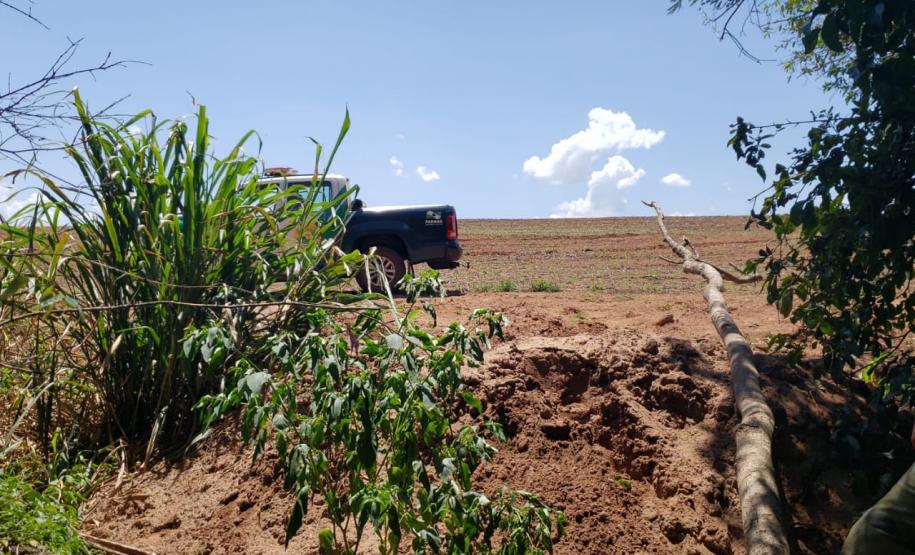 Granja que depositava frangos mortos em área de proteção permanente é autuada em R$ 10 mil pela Polícia Ambiental em Iporã (PR)