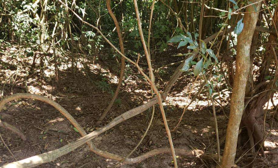 Granja que depositava frangos mortos em área de proteção permanente é autuada em R$ 10 mil pela Polícia Ambiental em Iporã (PR)