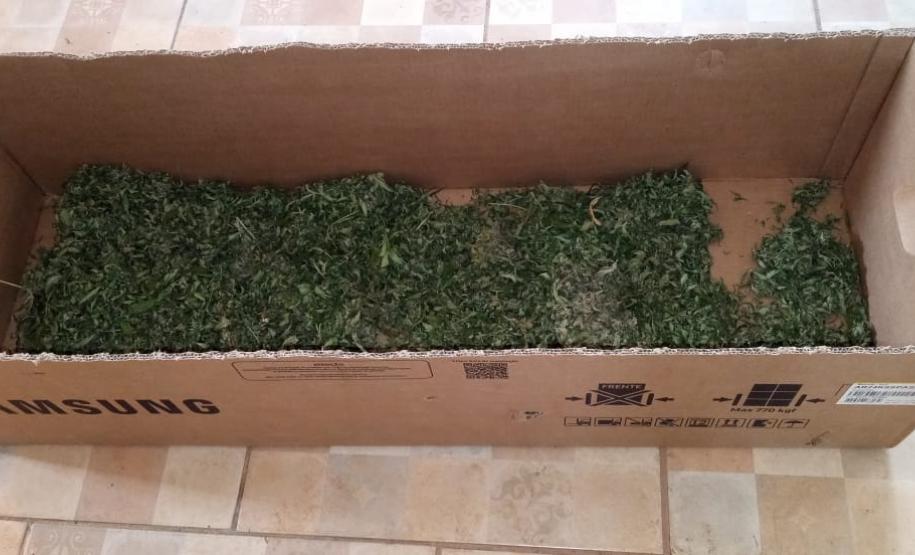 PM descobre plantio de maconha e apreende mais de 280 mudas em barracão em São José dos Pinhais (PR), na RMC