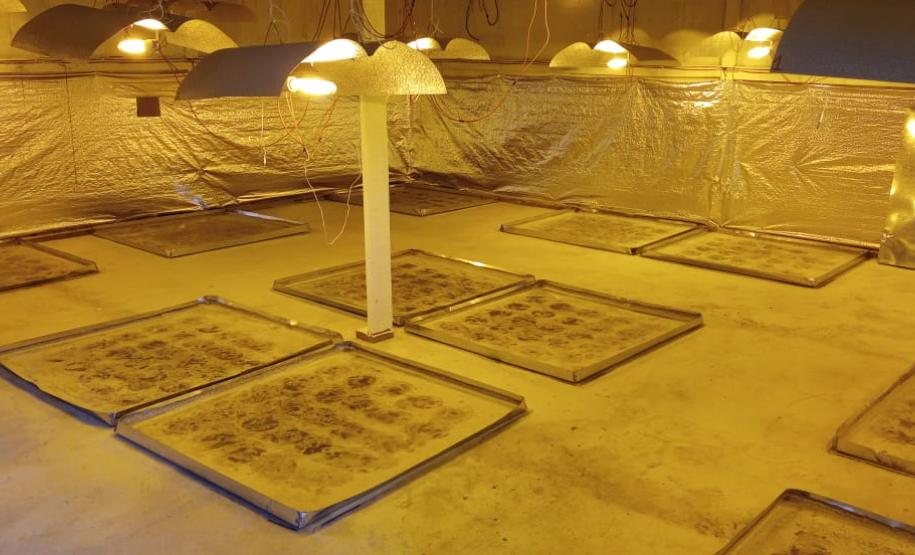 PM descobre plantio de maconha e apreende mais de 280 mudas em barracão em São José dos Pinhais (PR), na RMC