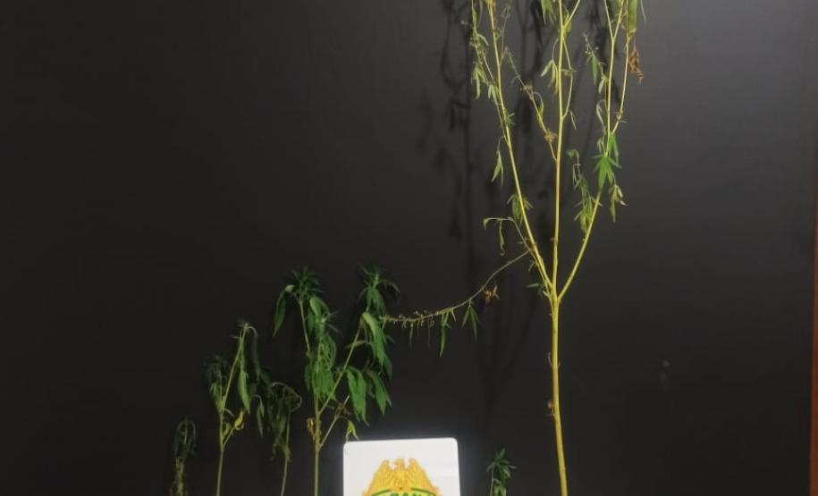 No Noroeste do estado, PM apreende sete pés de maconha após denúncia