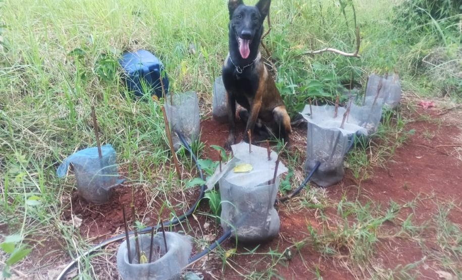 No Noroeste do estado, PM apreende sete pés de maconha após denúncia