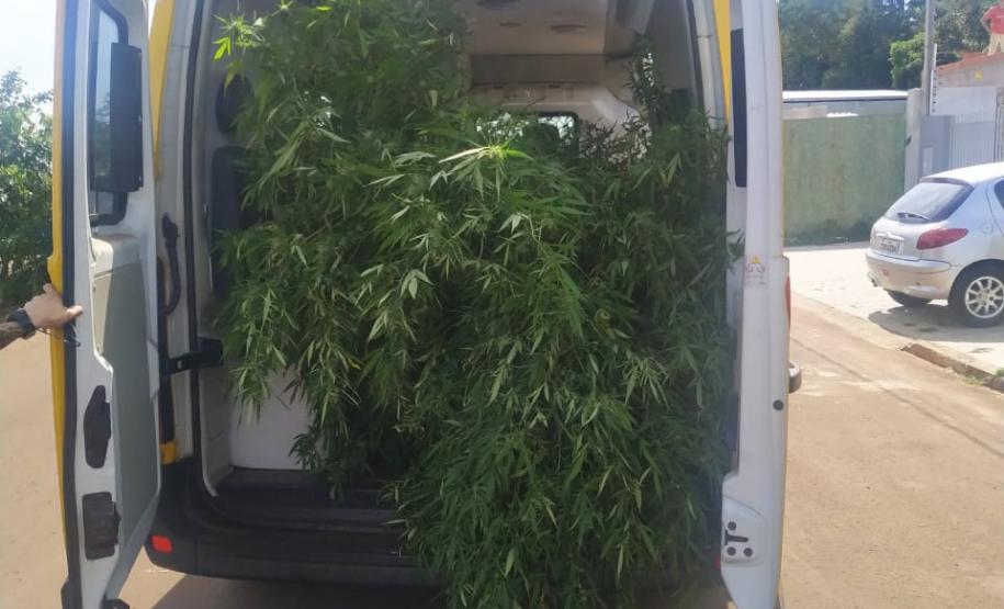 Plantação de maconha é localizada pela PM em loteamento de Foz do Iguaçu (PR)