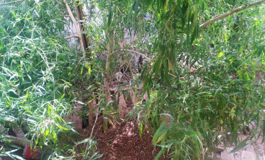 Plantação de maconha é localizada pela PM em loteamento de Foz do Iguaçu (PR)