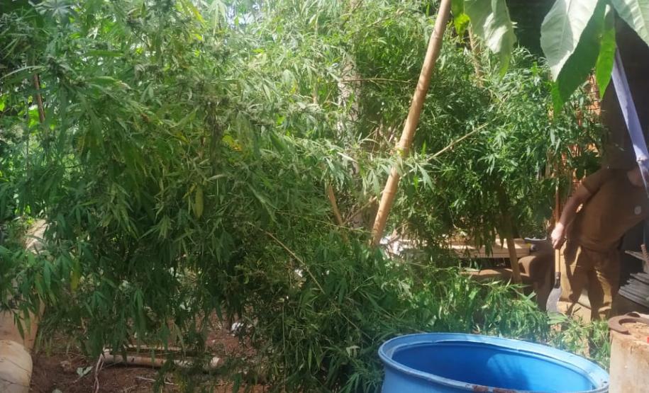 Plantação de maconha é localizada pela PM em loteamento de Foz do Iguaçu (PR)