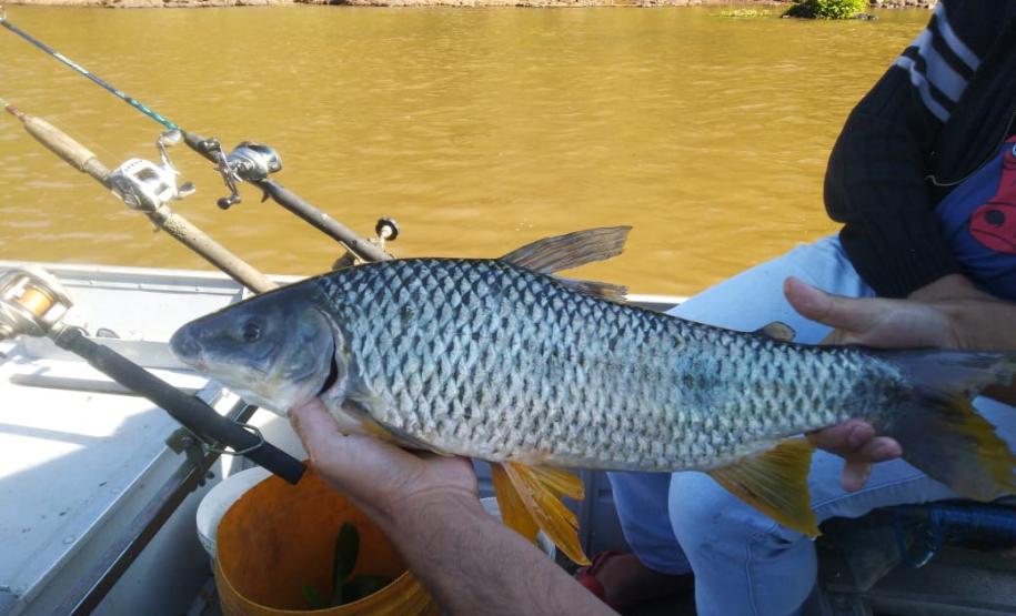 No Centro-Norte do estado, Polícia Ambiental apreende 147 quilos de peixe e redes de pesca