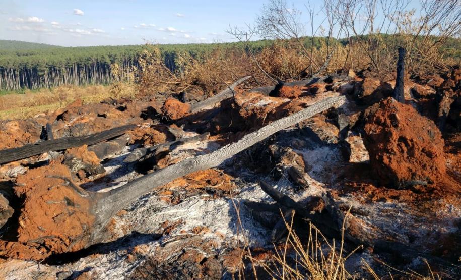 Mais de R$ 1,5 milhão em multa é aplicada por conta de desmate em área de regeneração de Imbituva (PR)