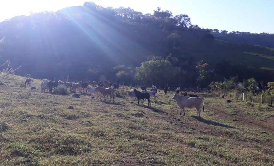 PM recupera 27 cabeças de gado furtadas em Iretama (PR), no Noroeste do estado