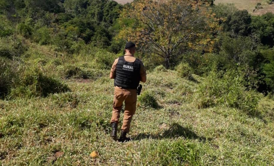 PM recupera 27 cabeças de gado furtadas em Iretama (PR), no Noroeste do estado