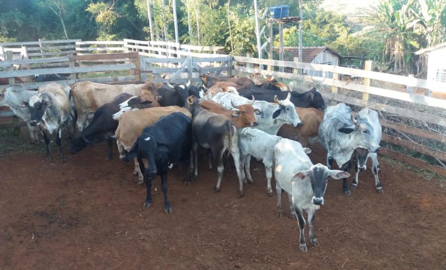 PM recupera 27 cabeças de gado furtadas em Iretama (PR), no Noroeste do estado