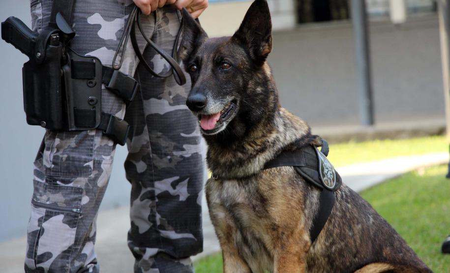 Cães de faro do BOPE se aposentam após 9 anos de atuação pelo BOPE; animais apreenderam mais de 2 toneladas de drogas