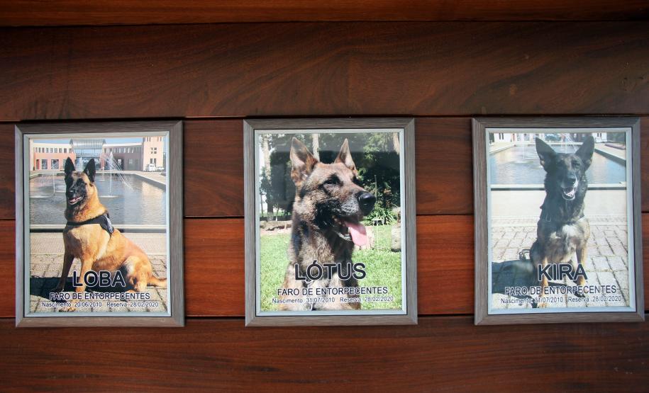 Cães de faro do BOPE se aposentam após 9 anos de atuação pelo BOPE; animais apreenderam mais de 2 toneladas de drogas