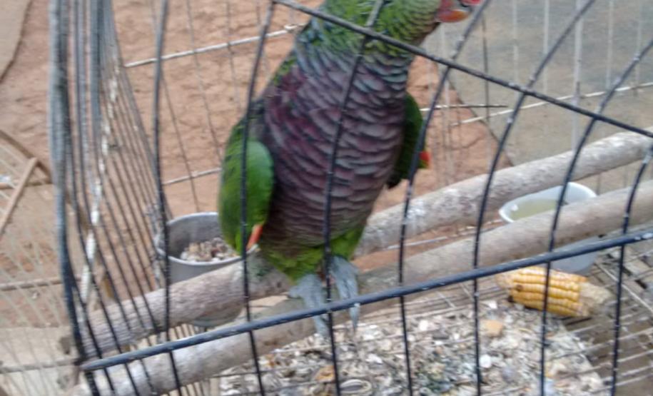 BPAmb-FV prende seis pessoas e apreende duas toneladas de carvão e três balões em ações distintas