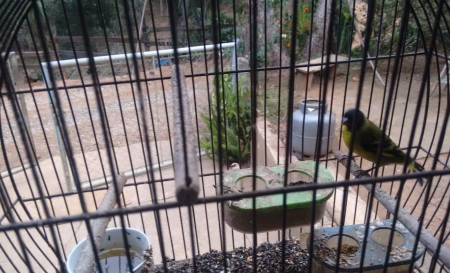 BPAmb-FV prende seis pessoas e apreende duas toneladas de carvão e três balões em ações distintas