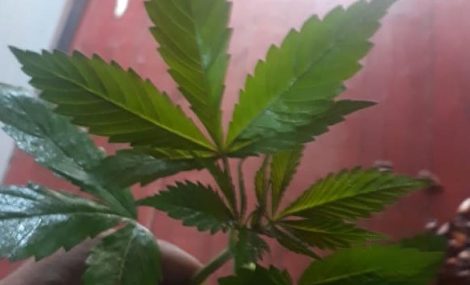 BOPE e Guarda Municipal de Quatro Barras encontram plantação de 1,5 mil mudas de maconha