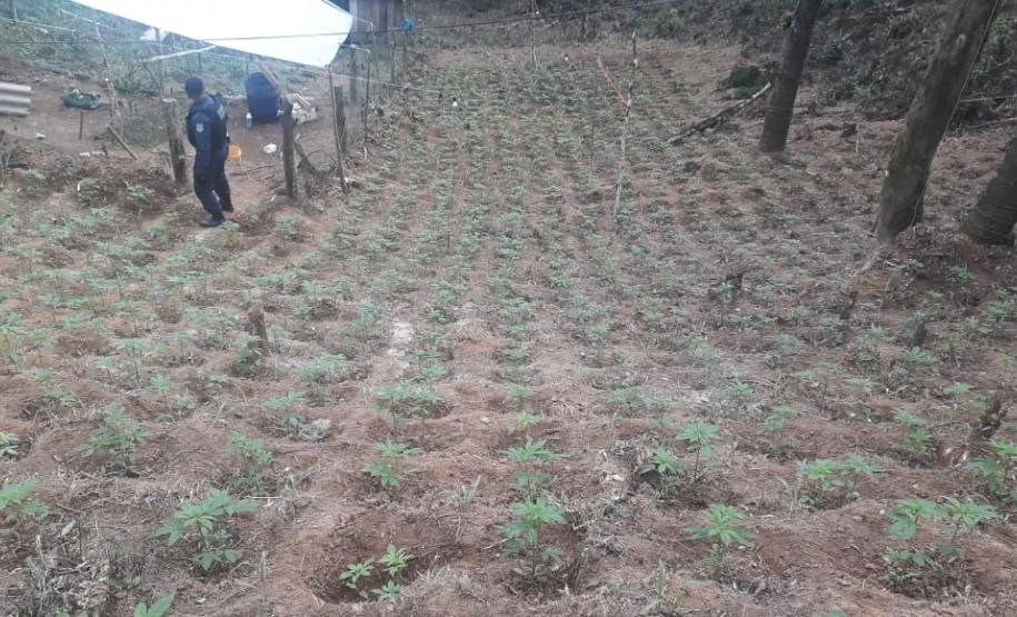 BOPE e Guarda Municipal de Quatro Barras encontram plantação de 1,5 mil mudas de maconha