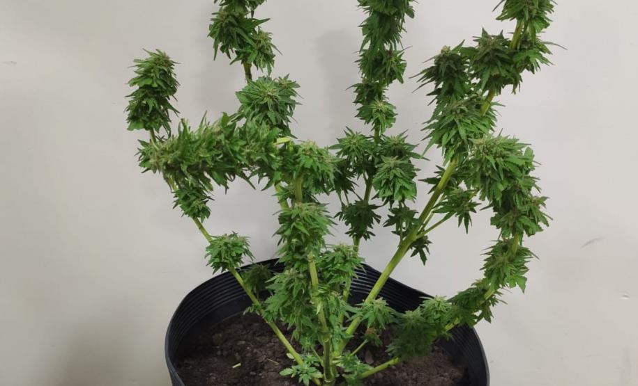 Cinco pessoas são presas e armas e drogas acabam apreendidas no Sudoeste do Paraná