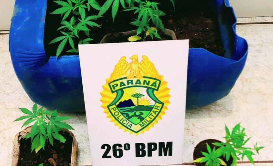 Nos Campos Gerais, PM prende duas pessoas e apreende sete pés de maconha após denúncia