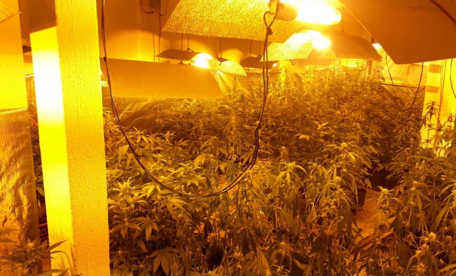 Laboratório para produção de maconha é descoberto pelo BOPE em chácara na RMC; cerca de 500 vasos com a planta são apreendidos